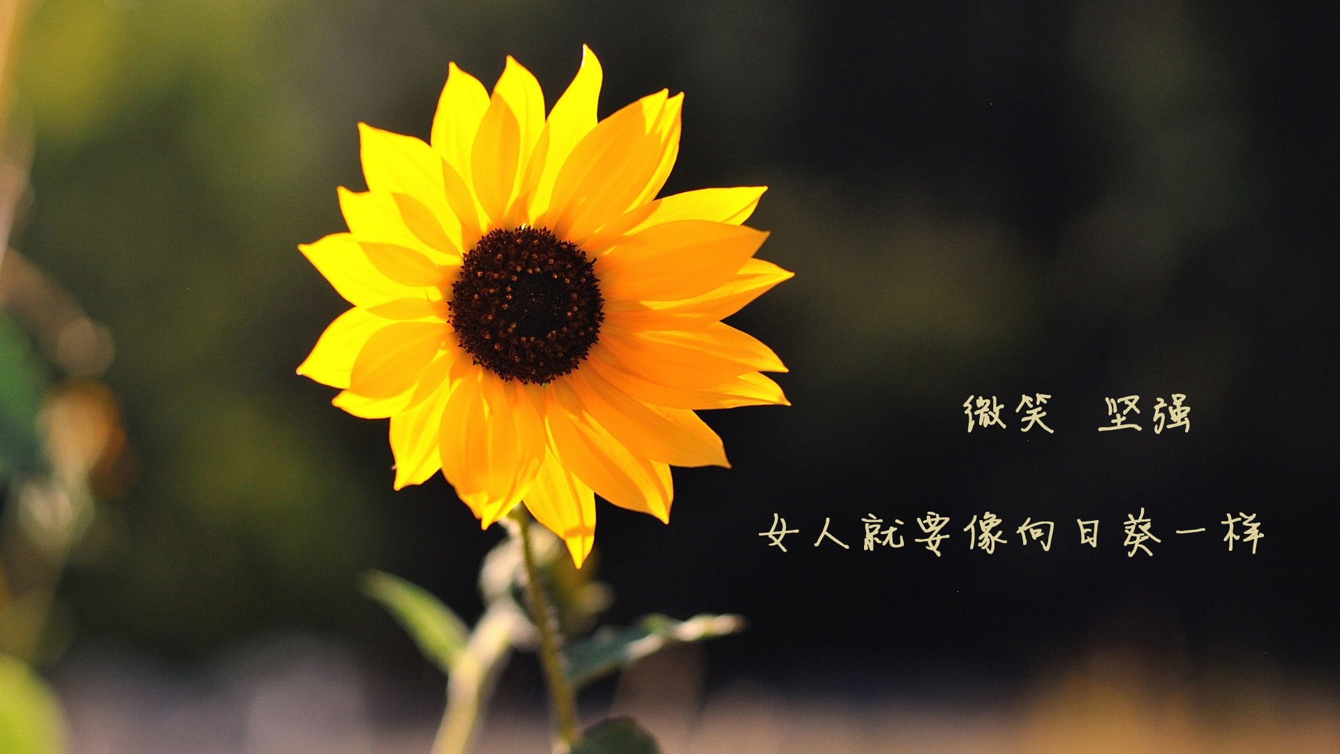 广州龙狮球队比赛心态逐渐成熟，广州龙狮队老板是哪里人
