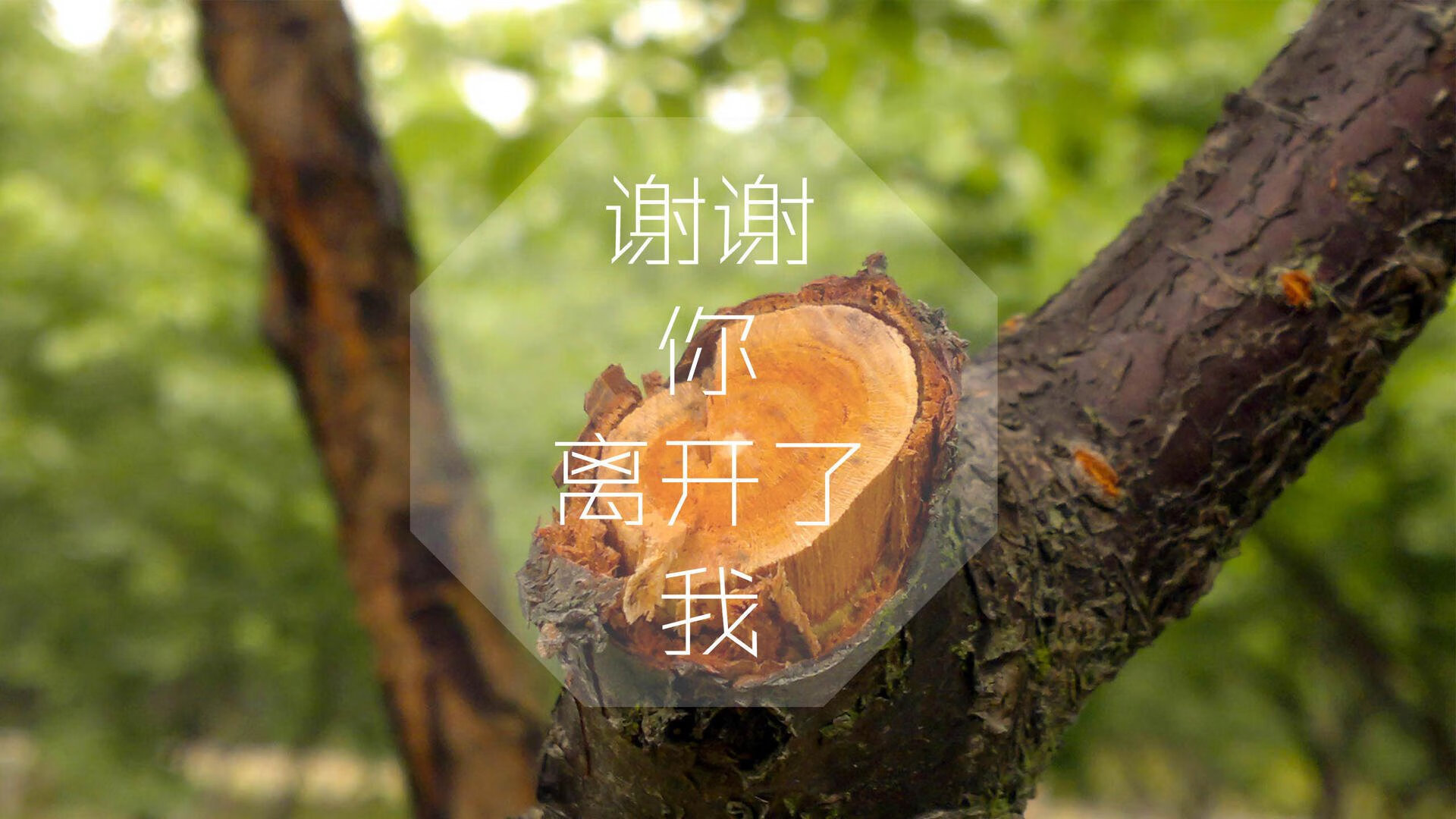 谢菲联防守强度增强，刀锋战士剑指保级成功，谢菲联对阵切尔西