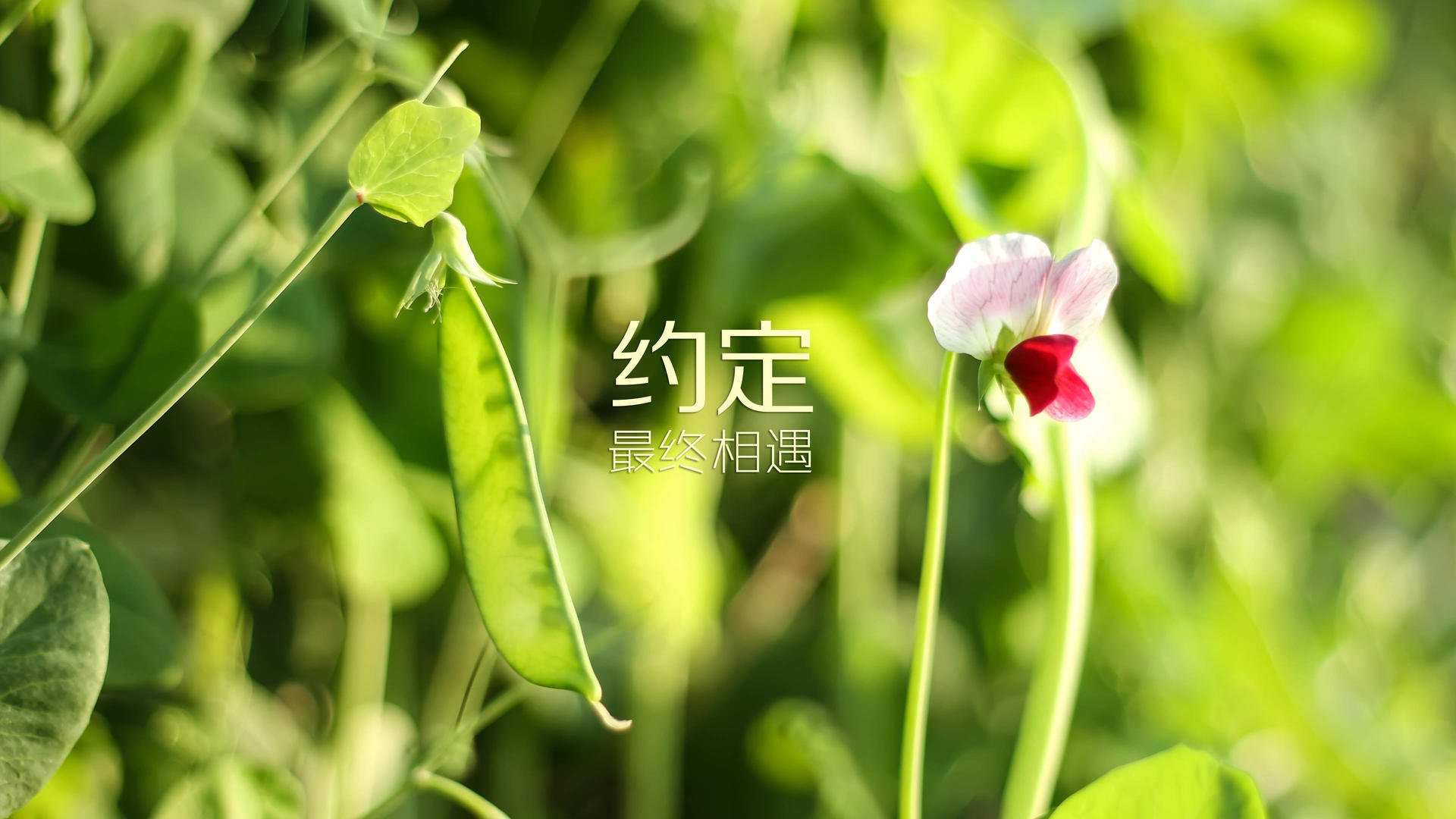 篮球运动员心理调适策略及其在高压比赛中的应用，篮球运动员的心理特点