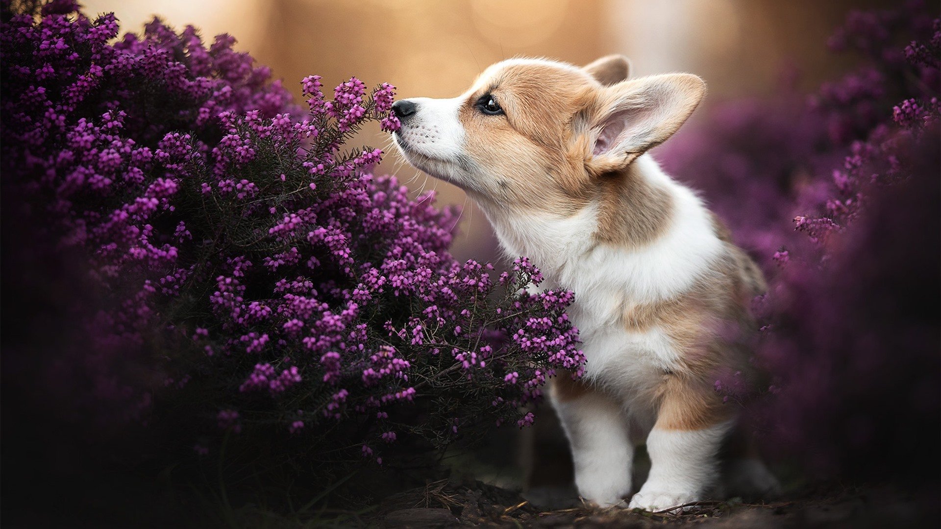 隆戈：全黑队的进攻利刃，突破防线打破常规，隆戈技术(武汉)有限公司